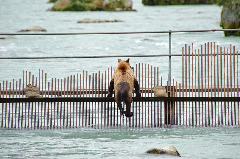 Alaska Wildlife-5.JPG